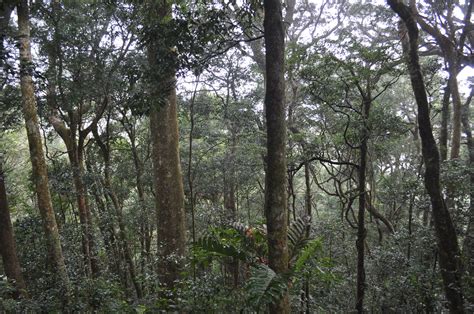 sur de china area subtropical vegetación